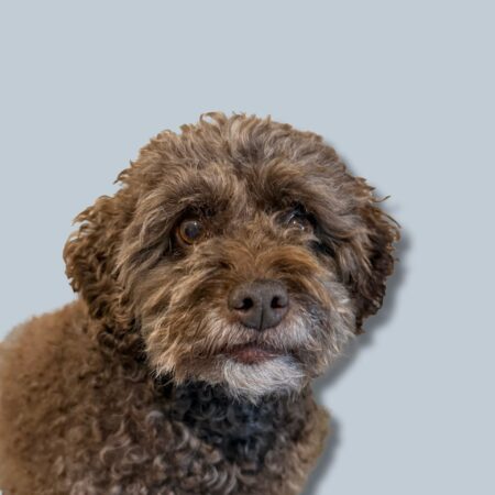 Teddy